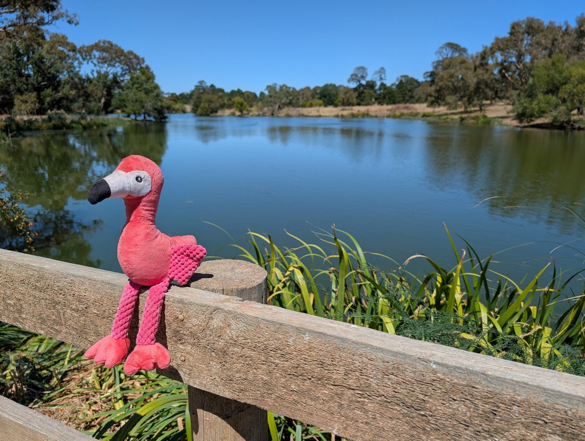 Bundogs's tweet image. Happy 🦩 Friday 😜
The 🦩 was out and about today showing off a few views that I get to enjoy daily 😉
Not a bad office 
Have a great Friday arvo &amp;amp; evening and a safe weekend ❤️
Keep punching and may your grass be greener than mine 😉 #flamingofriday #flamingofetish #outandabout