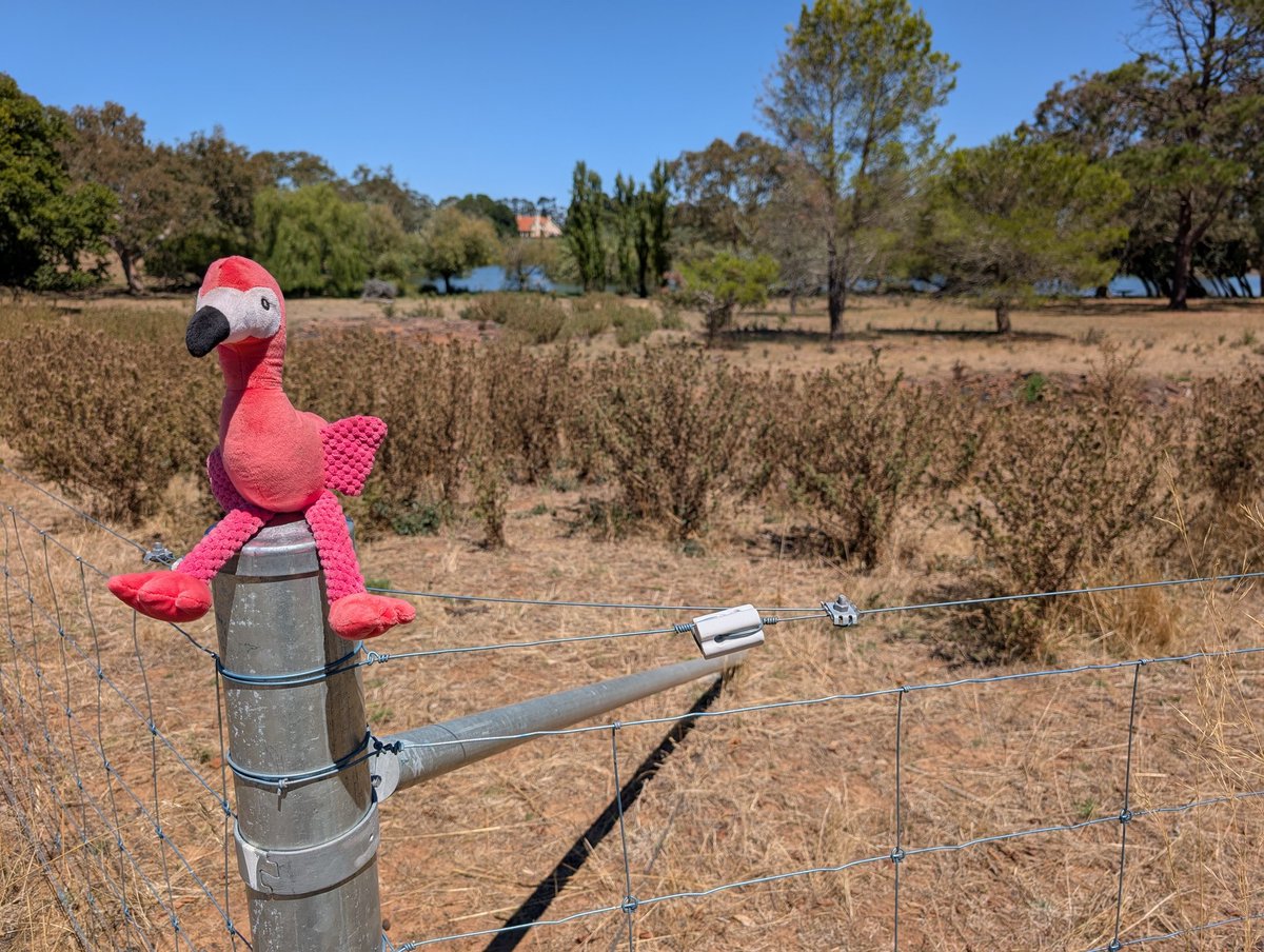 Bundogs's tweet image. Happy 🦩 Friday 😜
The 🦩 was out and about today showing off a few views that I get to enjoy daily 😉
Not a bad office 
Have a great Friday arvo &amp;amp; evening and a safe weekend ❤️
Keep punching and may your grass be greener than mine 😉 #flamingofriday #flamingofetish #outandabout