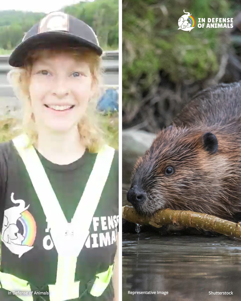 IDAUSA's tweet image. ICYMI: A family of #beavers in #Vermont is safe thanks to action led by Katie Nolan, Wild Animals Campaigner at In Defense of Animals. See how advocacy helped secure a humane outcome for this beaver #family.
Read more: bit.ly/4qS8yIJ
RT &amp;amp; support bit.ly/4qS8bOl