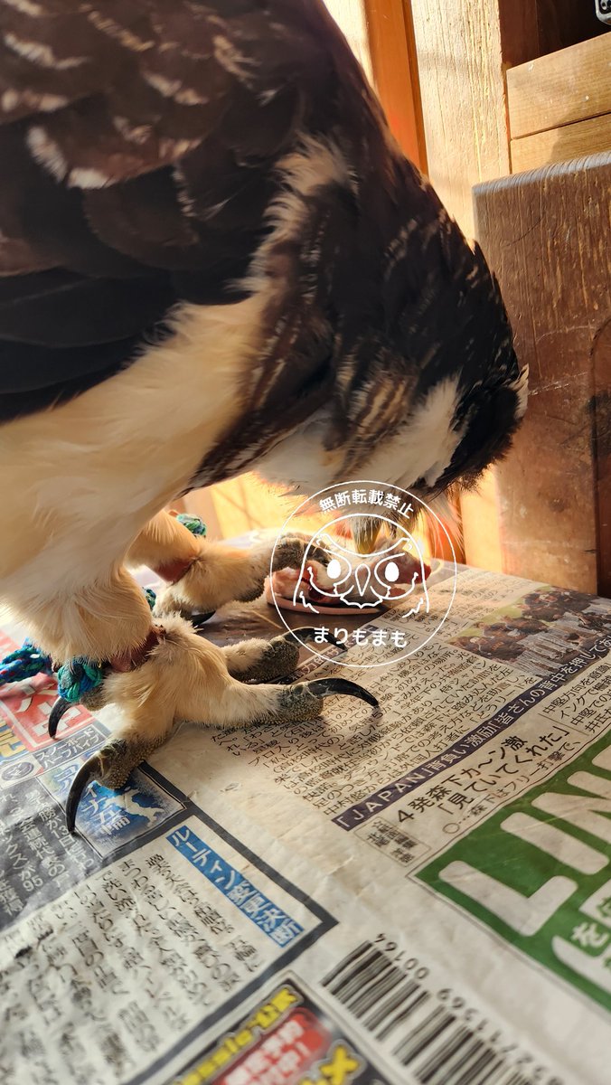まりもまも (@marimomamo073) / Posts / X