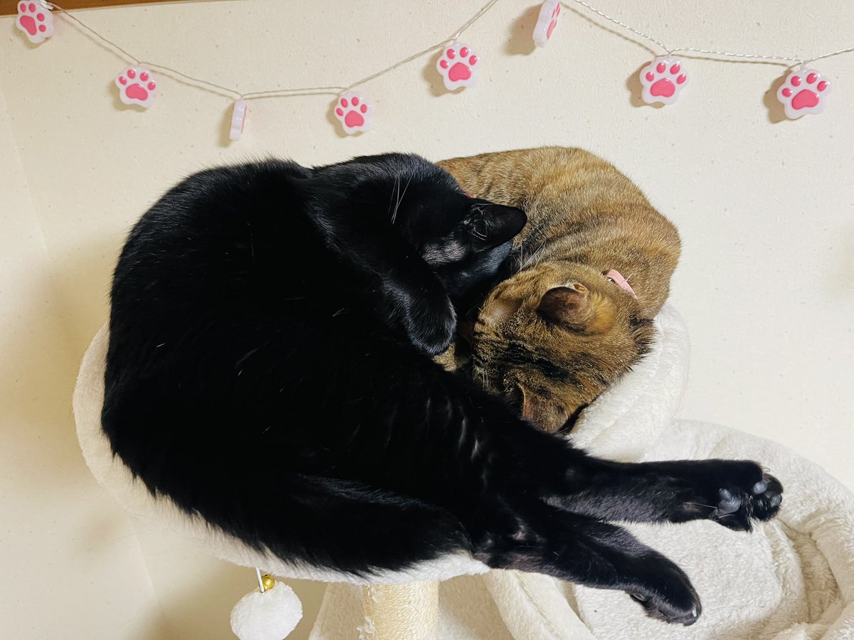 Uosuke2525's tweet photo. キャットタワーの1番上の狭~~~い所で、わざわざ
一緒に寝る夢吉と琥珀😴
 #猫スタグラム  #猫団子 #猫好きさんと繋がりたい  #猫に癒される  #多頭飼い猫 https://t.co/pEo5ySPcdQ