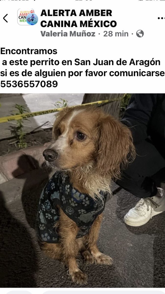 ATENCIÓN SAN JUAN DE ARAGON‼️ Encontrado y resguardado, si no aparece familia se dará en adopción