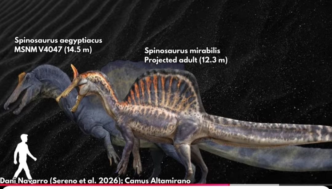 A3Dnazrigar's tweet photo. Watching a new vid by Vividen on the new Spinosaurus, it's fascinating how much BIGGER the more aquatic Aegypticus is to Mirabilis.

Kinda reminds of Polar Bears vs Brown Bears, where the more aquatic species is much larger than the terrestrial one, despite being closely related. https://t.co/0GTOLQniQz