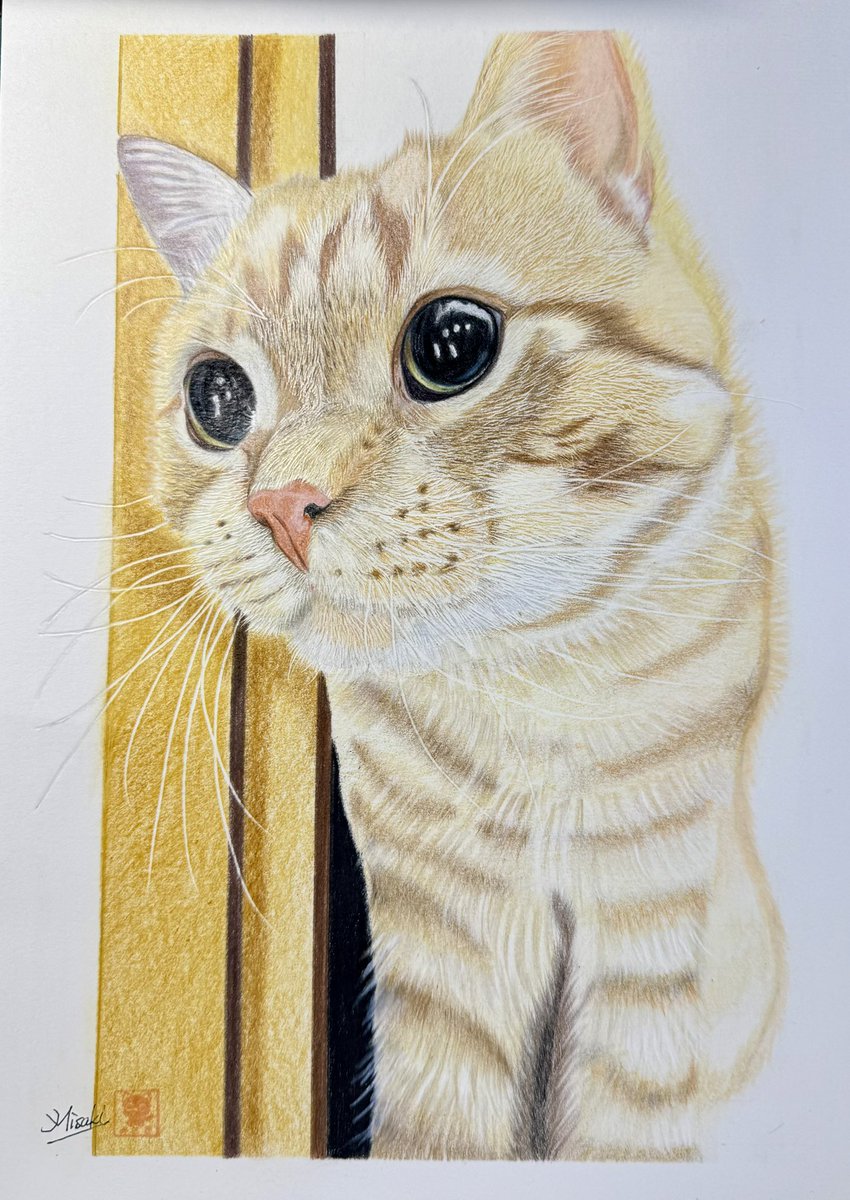 茶トラの猫様描きました #色鉛筆画 #coloredpencils