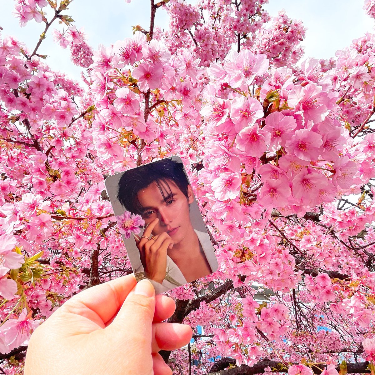 Tu421tu_Iris's tweet image. 桜を見に行きました🌸
もうすぐ春ですね💚