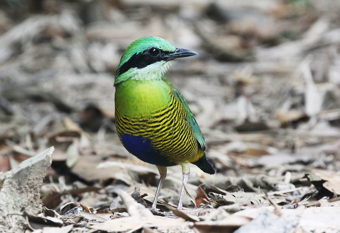 CalidrisBirdingTours tweet media