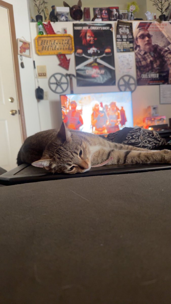 mayaraebo's tweet photo. @Garrett_Watts Suki is the tabby 
Wednesday is the white cat
Wednesday is a grandma, Suki is still a baby. (7 years and 1 year)
Wednesday used to be a generally very chill cat but now she has that kitten energy back by living with Suki now 🤍 Wednesday is my boyfriend’s cat and Suki is mine🐈🐈‍⬛ https://t.co/219BvJXMAx