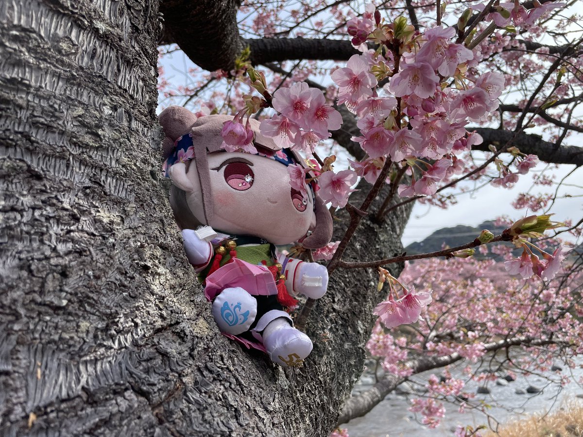 karnya_chocoP's tweet photo. 河津桜とちよこ可愛い https://t.co/aRJYwUNYG8