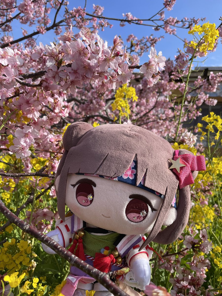 karnya_chocoP's tweet photo. 河津桜とちよこ可愛い https://t.co/aRJYwUNYG8