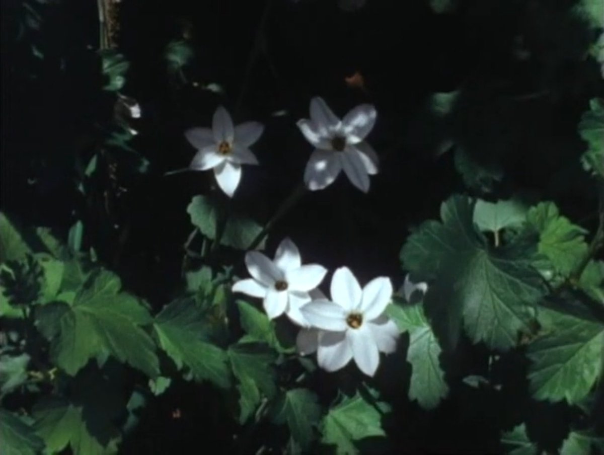 Mo_Salman97's tweet photo. A Silent Day (1999)
Film by Takashi Ito https://t.co/eaGYFC2GsN