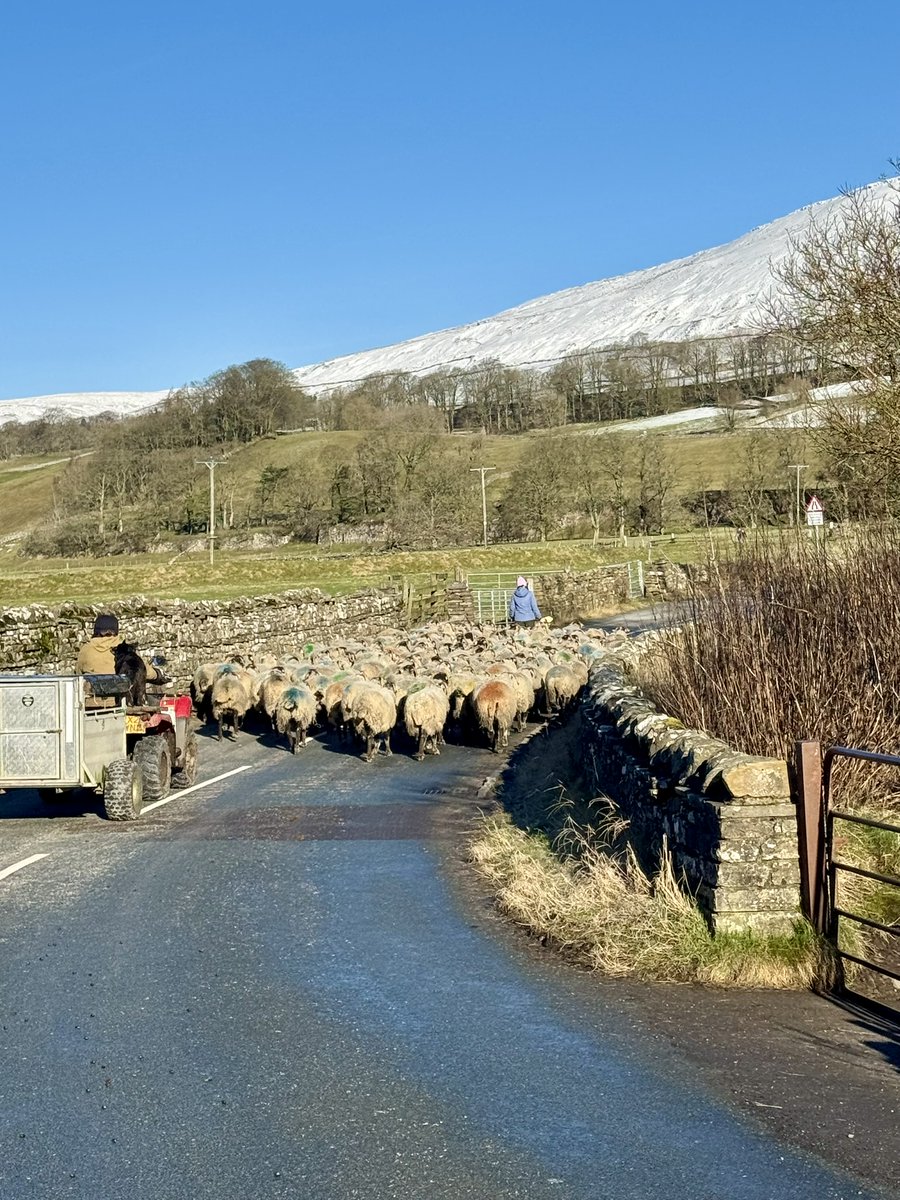 yorkshire_dales's tweet photo. If - like this lot - you're heading out for a walk this weekend, please: 

🌧 Be weather prepared
🚮 Take all your litter home
🐏 Keep dogs on a lead - ewe's are in lamb and some early lambs are already appearing

📍 Haylands Bridge | #YorkshireDales #CountrysideCode https://t.co/Qc3b3ggKfG