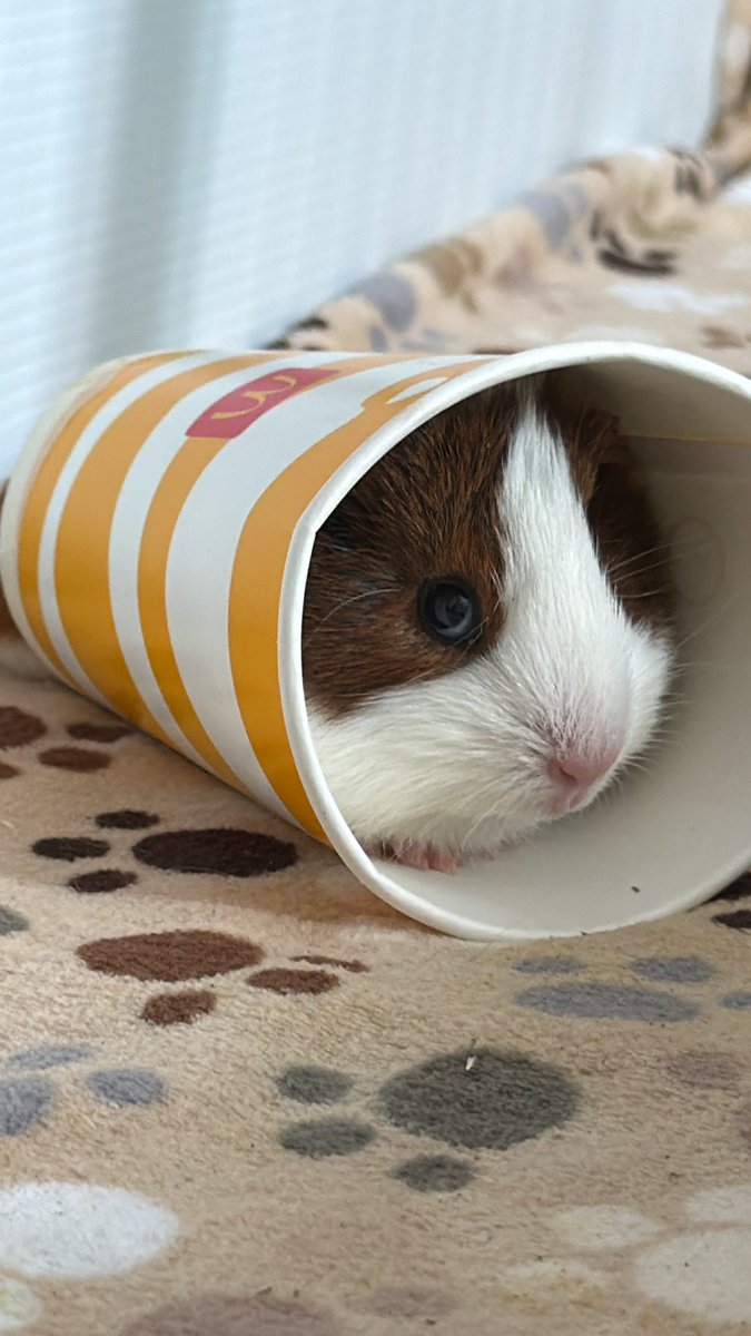 ClarissaMoyaG's tweet photo. @Garrett_Watts This is my new baby guinea pig <3 It doesn’t have a name yet bc I don’t know if it’s a girl or a boy. I’m doing a gender reveal this weekend LOL. My choices: Momo if boy, Molly if girl. Any ideas?? It has to start with M tho. She/he’s so silly goose 🥹 https://t.co/c8wjqr3ZqH
