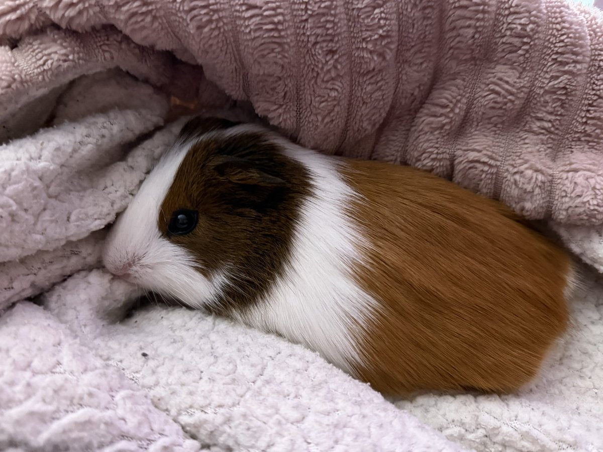 ClarissaMoyaG's tweet photo. @Garrett_Watts This is my new baby guinea pig <3 It doesn’t have a name yet bc I don’t know if it’s a girl or a boy. I’m doing a gender reveal this weekend LOL. My choices: Momo if boy, Molly if girl. Any ideas?? It has to start with M tho. She/he’s so silly goose 🥹 https://t.co/c8wjqr3ZqH