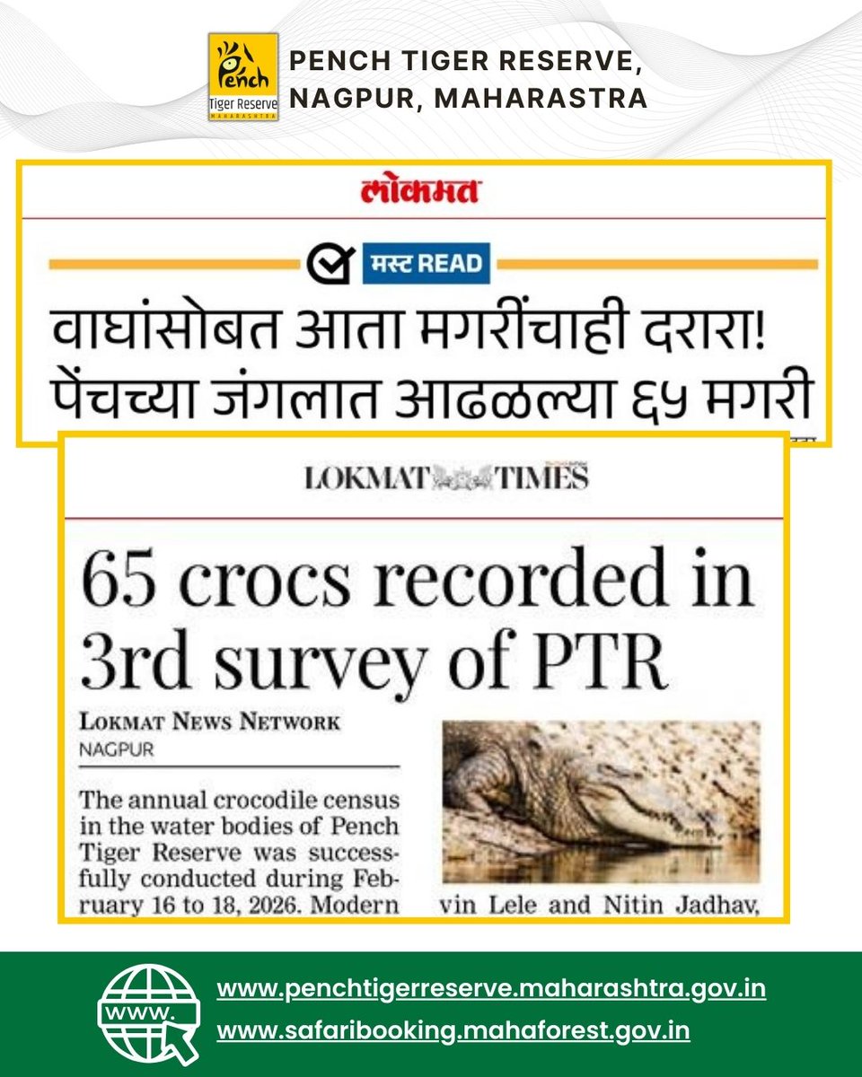 MahaPenchTiger's tweet photo. Exciting news from the wild!

In the 3rd crocodile census at Pench Tiger Reserve, a total of 65 crocodiles have been recorded!

🔗 Plan your safari:
 https://t.co/79SUuKnJQR
 https://t.co/D7sVrjlAQm
#PenchTigerReserve #CrocodileCensus #WildlifeConservation #Nagpur #Maharashtra https://t.co/YW0Z5EMttl