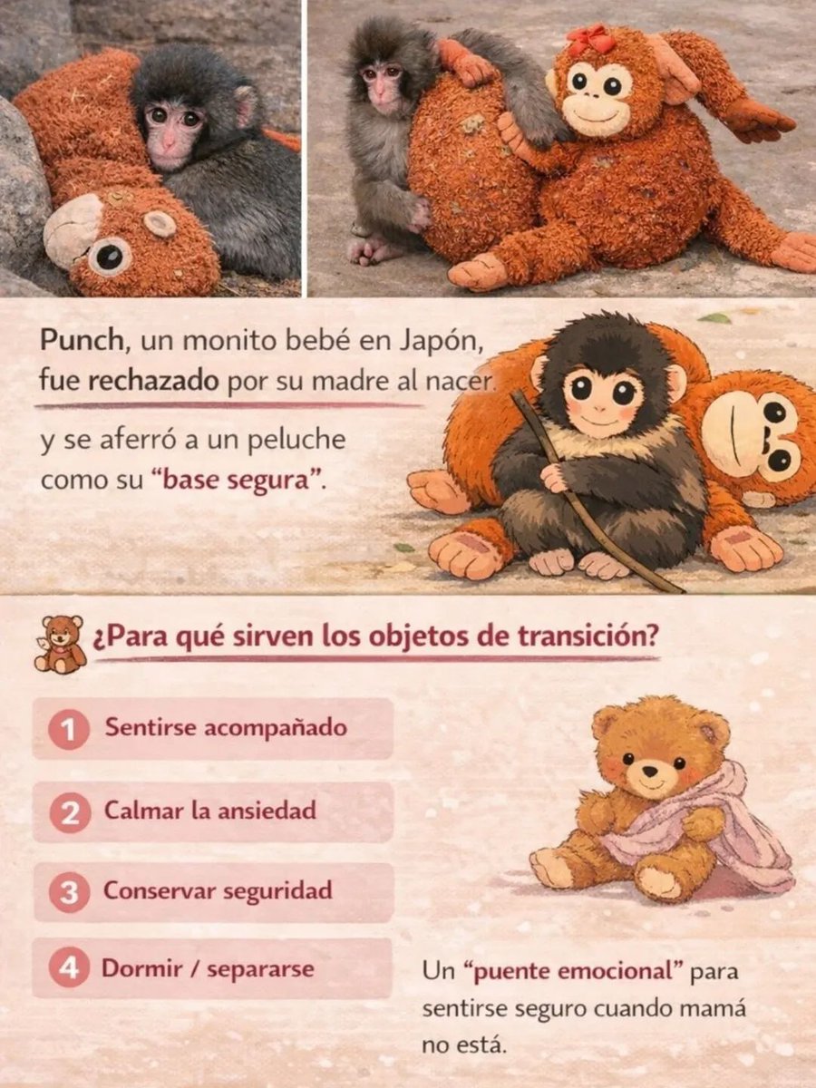 Hoy quiero contarles una historia que se hizo viral, pero que en realidad habla de algo profundamente humano.

En Japón, un mono bebé llamado Punch fue rechazado por su madre al nacer.
No hubo contacto.
No hubo apego.
No hubo ese inicio que normalmente sostiene a una cría: el