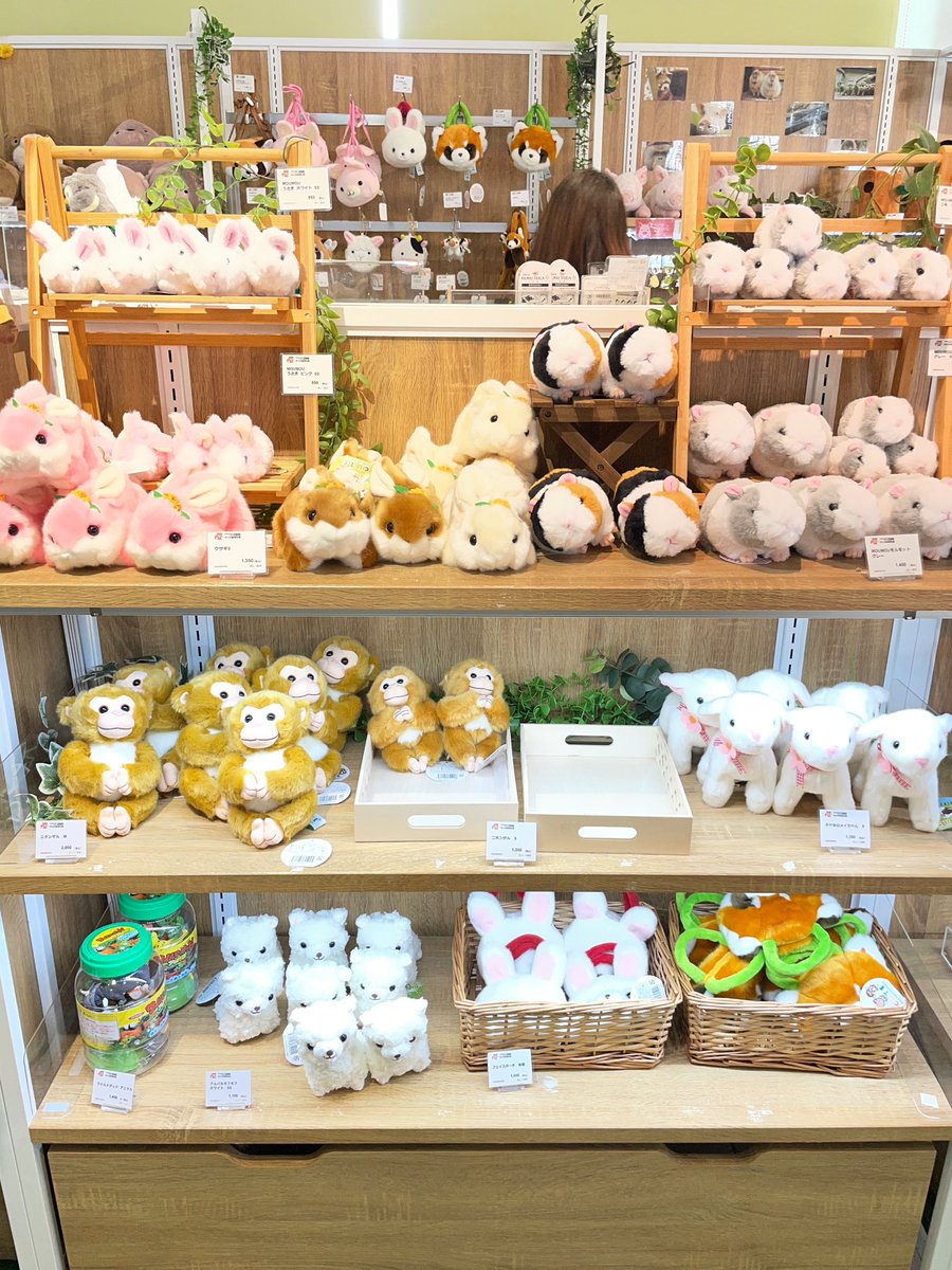 今日は市川市動植物園までソロ遠足🚃

日頃の運動不足解消！と思って最寄り駅から片道30分歩いたけど、ゆるい上り坂が続いてて想像以上に運動だった😂

ショップでかわいすぎるニホンザルぬいと出逢って連れて帰ってきた！
手触りほわほわで愛おしすぎる☺️