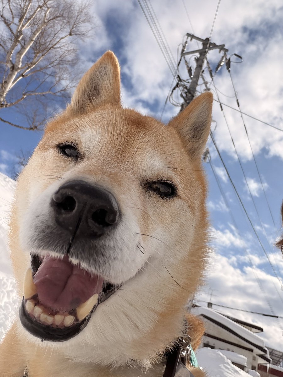 通りすがりのお爺さんに
いい犬ですねって言われた。笑

オレ　いい　いぬ。