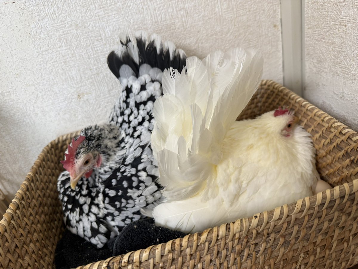 鳥を自慢するアカウント (@675tori) / Posts / X