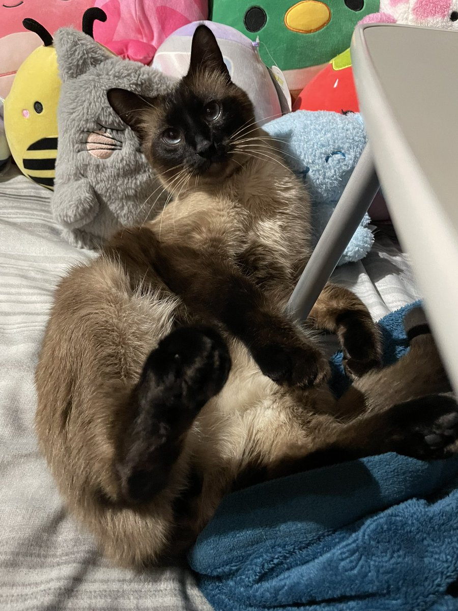 Inner_suffering's tweet photo. @Garrett_Watts This is Scooby. He likes to sit like a dingus 🤷‍♀️ Runs like a damn horse and causes mayhem at the witching hours. https://t.co/dqOeiXyHqP