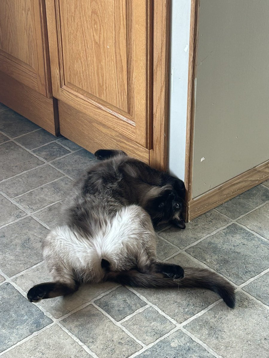 Inner_suffering's tweet photo. @Garrett_Watts This is Scooby. He likes to sit like a dingus 🤷‍♀️ Runs like a damn horse and causes mayhem at the witching hours. https://t.co/dqOeiXyHqP