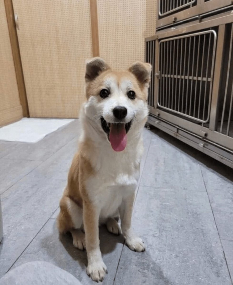 iamkimgosu's tweet photo. 강아지 표정 변한것봐 터널에서 비 피하고 있는 사진 볼때 안쓰러웠는데 새로운 주인 만나서 밝다 ㅠㅠㅠㅠㅠ https://t.co/aZuUKTMt9z