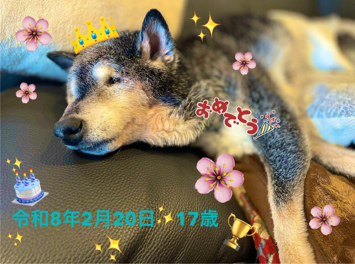 たぬ吉 (@manmaru063061) / Posts / X