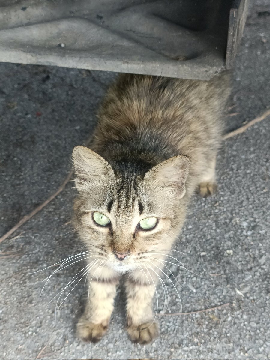 Kyrilescobar#Rakyat#Haiwan tweet media