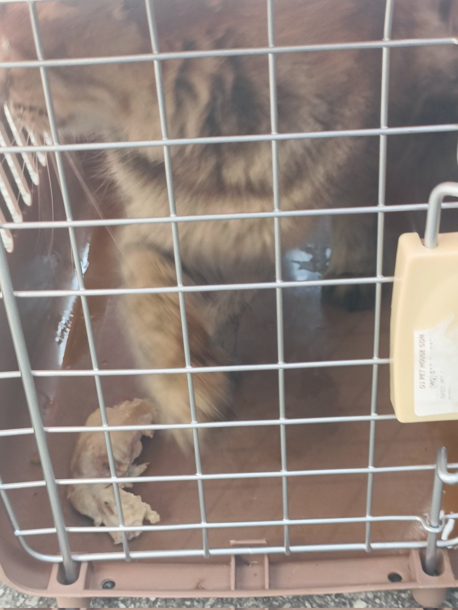 Kyrilescobar#Rakyat#Haiwan tweet media