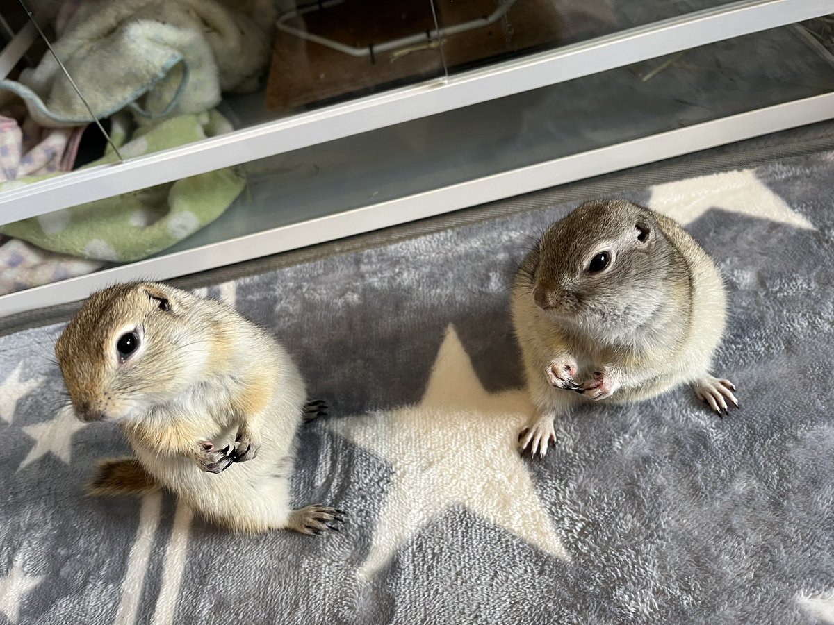 最近久しぶりにコタローからキツめの甘噛みをされて嬉しかった！と、おやつ係に話したら変態って言われた( ⌯᷄௰⌯᷅ )ちなみにこなつからの甘噛みも嬉しい🤣

🐿️🐿️へ、変態だー！