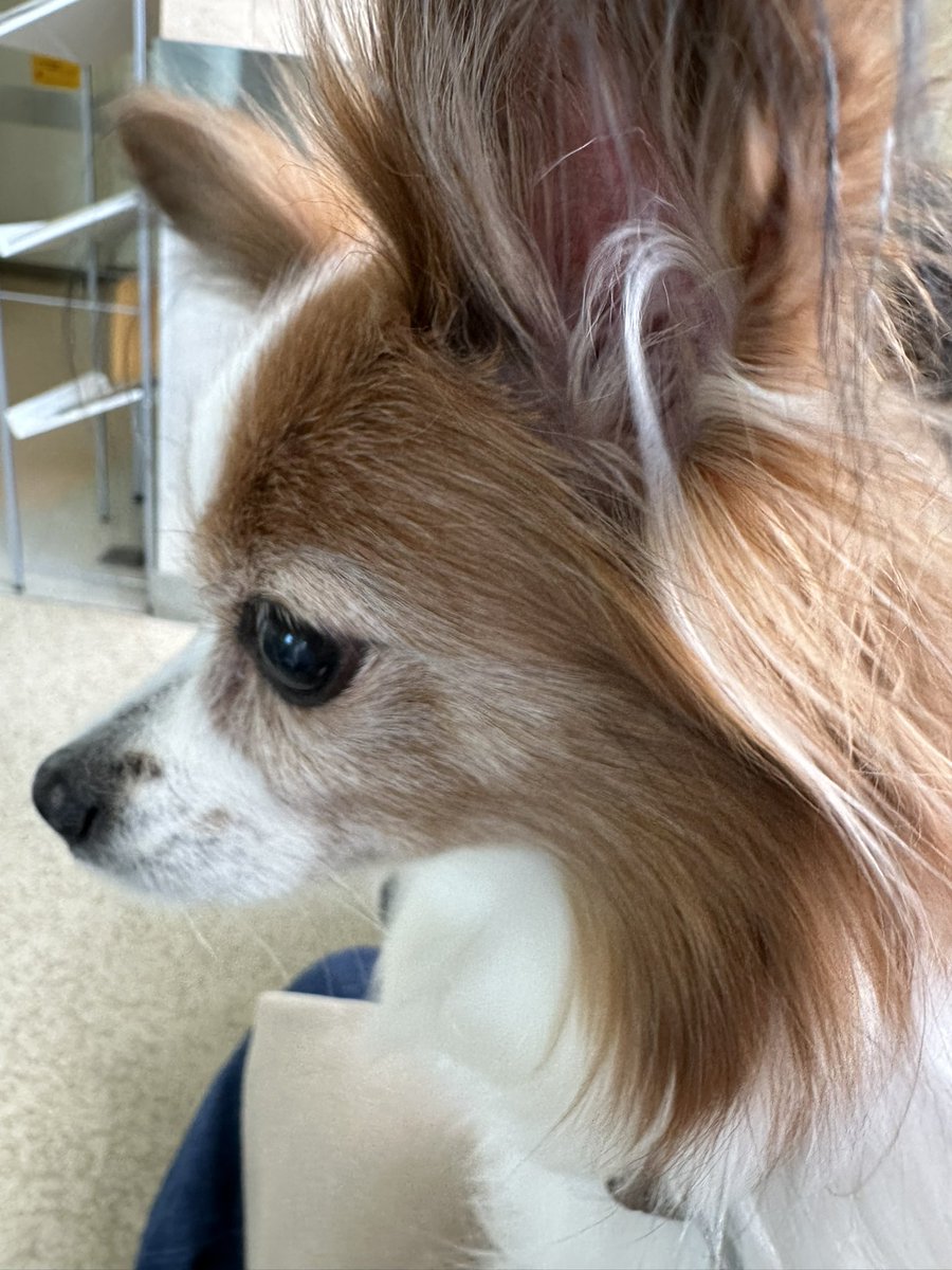 アンジュ昨日入院手術で今日無事退院
ε-(´∀｀;)ﾎｯ
取った腫瘍が悪性でないといいな

#パピヨン