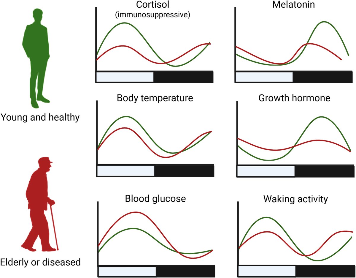 Circadian: Your Natural Rhythm tweet media