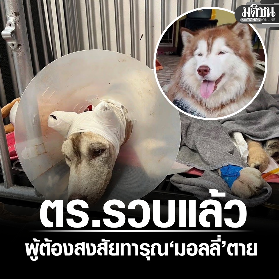 ตร.สงขลารวบแล้วผู้ต้องสงสัยเผาทั้งเป็น ‘มอลลี่’ สัตวแพทย์ เผยอาการ-สาเหตุที่ไม่อาจยื้อ

#มติชนออนไลน์ #มอลลี่