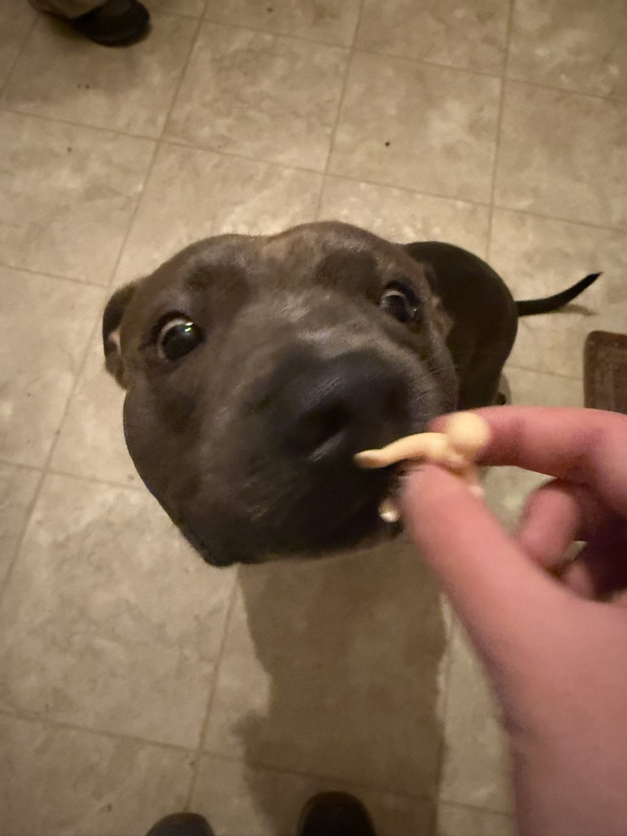 cloudlimes's tweet photo. @Garrett_Watts this is hercules he’s my baby everyone who meets him loves him to death 10/10 good boy https://t.co/dZEKXVkfEE