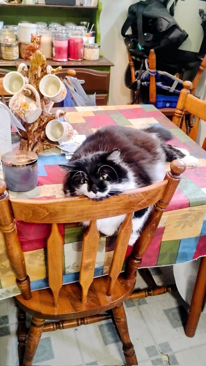 Leo is so nice to me he tells me good night almost every night! If he is sleeping I will always give him a kiss goodnight 
It's so hard to pick a favorite, but Leo is such a good boy! ♥️🐾