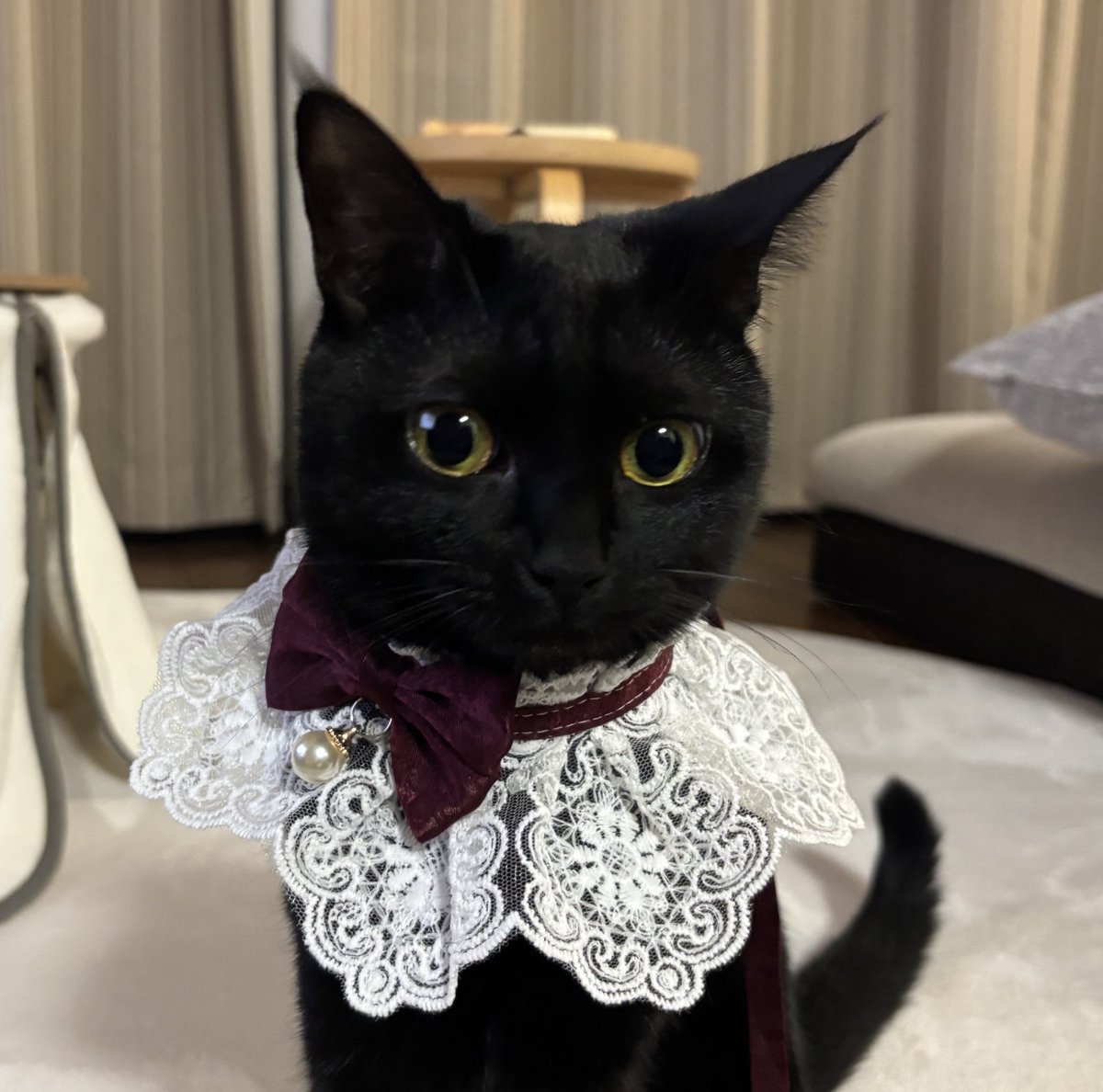 miffytail3's tweet photo. @CACAOCAT_ @a_kinokino うちのこです！ https://t.co/cXn2HQpa1N
