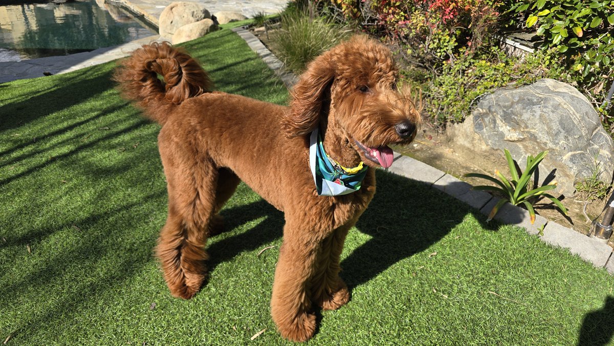 B_HiTech's tweet photo. @Dogman1013 My dog brings out the best in me... due to his unconditionally love and always being by my side.
The way one treat dogs tells a lot of their own character. https://t.co/Q1OCyB7vGl
