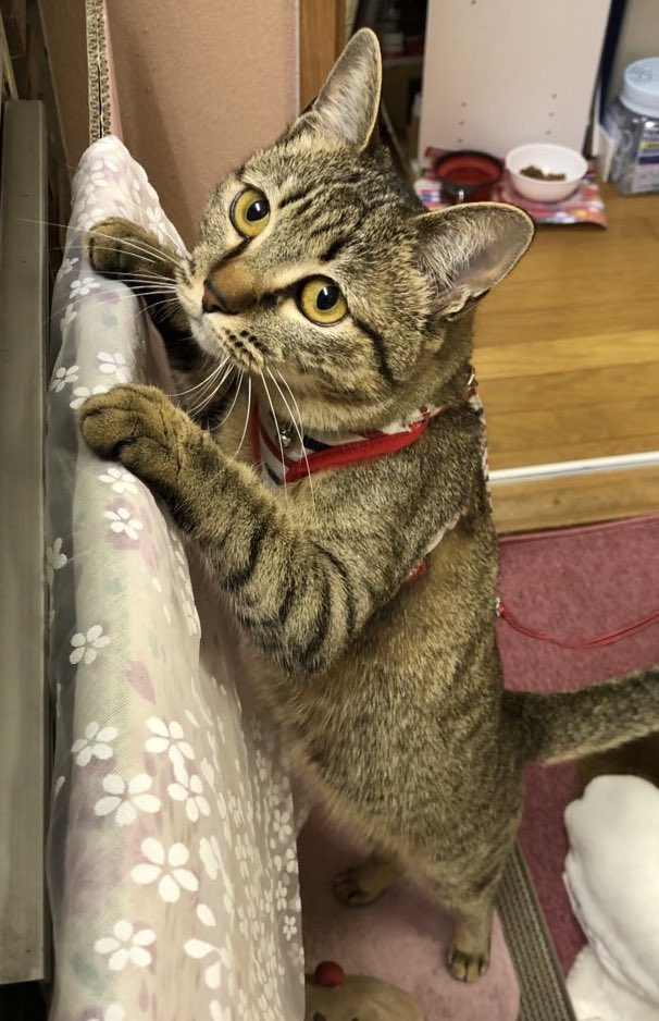 おはよーにゃん🐯ฅ゛ 明日からの3連休 ポカポカ陽気になりそうﾆｬﾝ