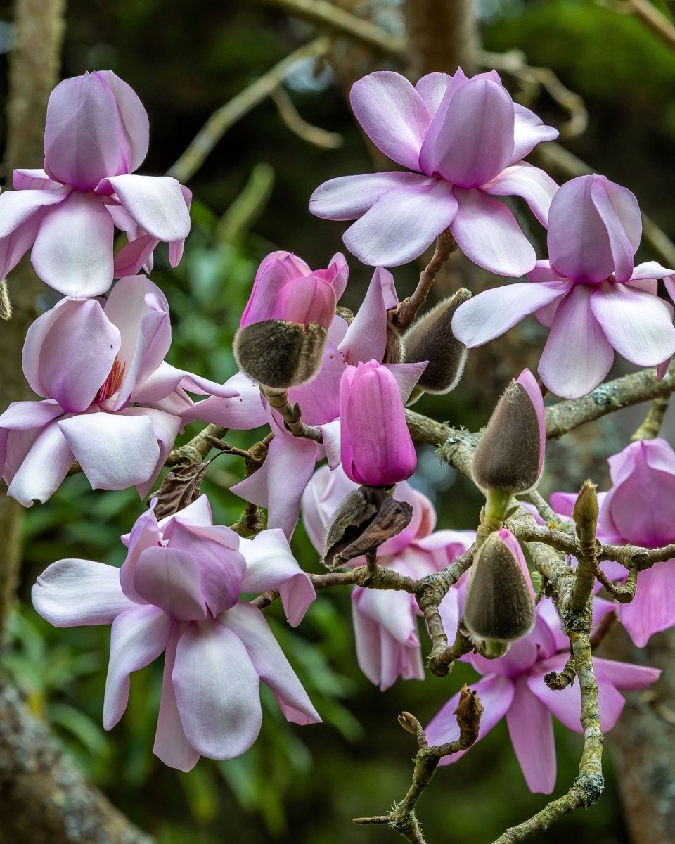 Gardens of Golden Gate Park tweet media