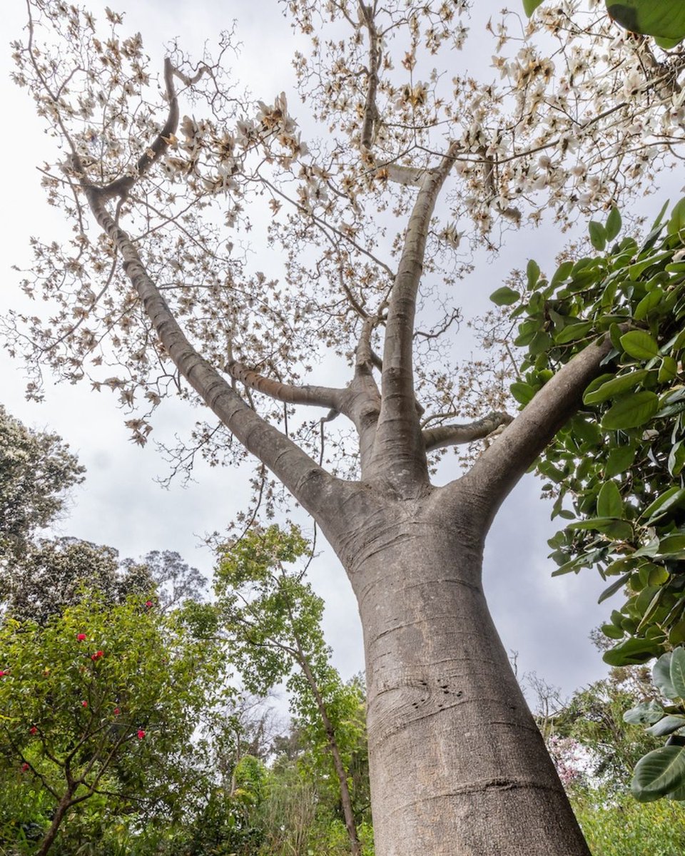 Gardens of Golden Gate Park tweet media