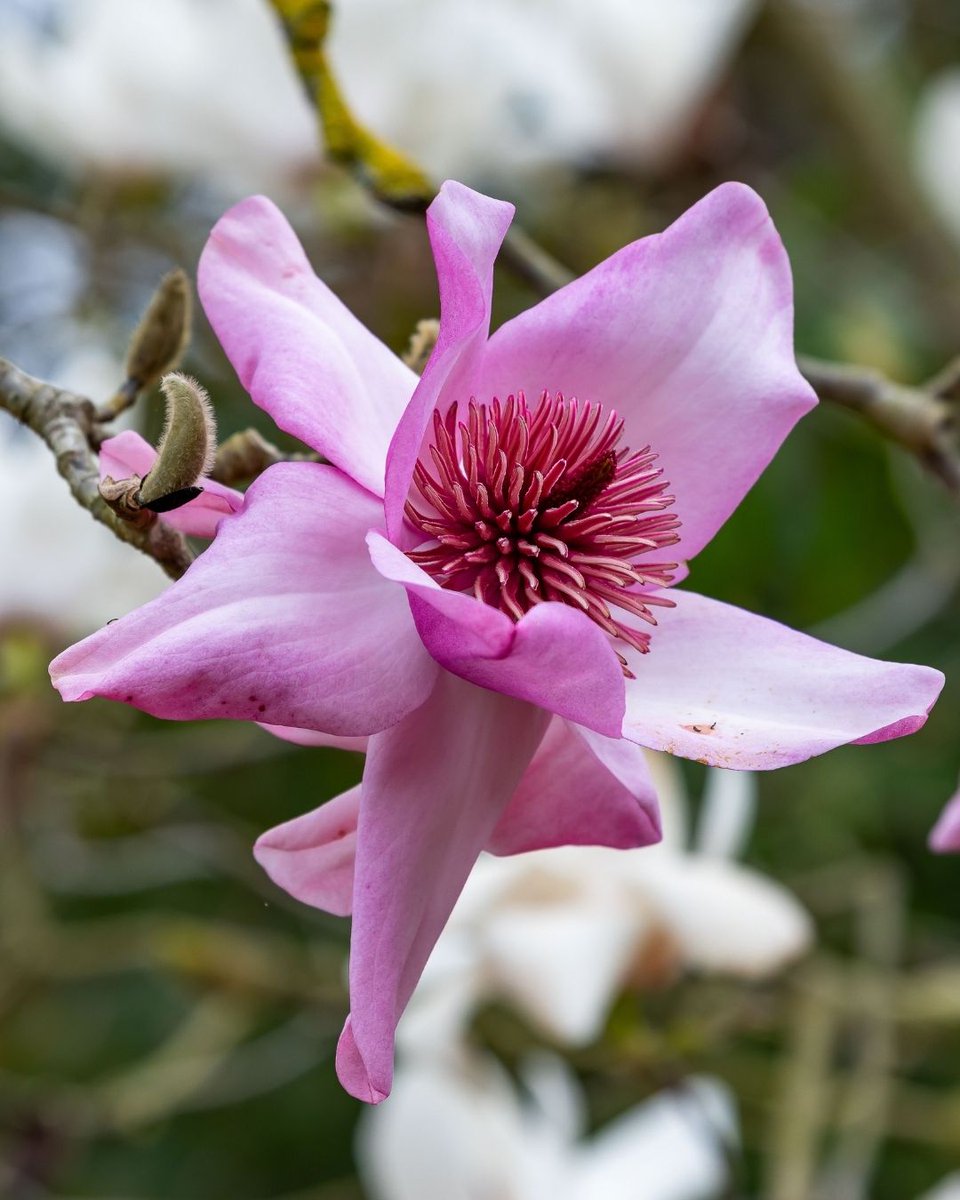 Gardens of Golden Gate Park tweet media