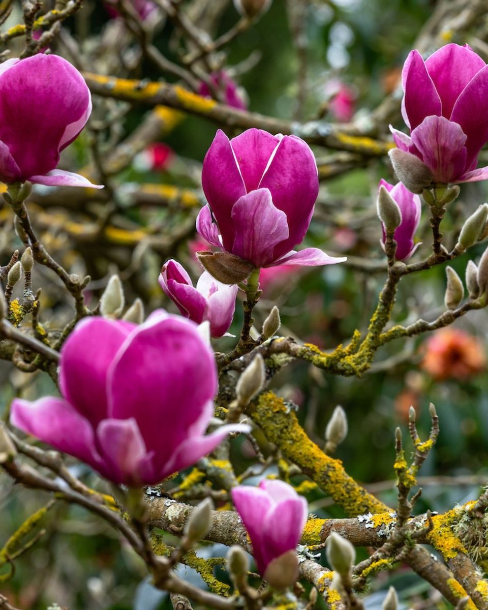 Gardens of Golden Gate Park tweet media