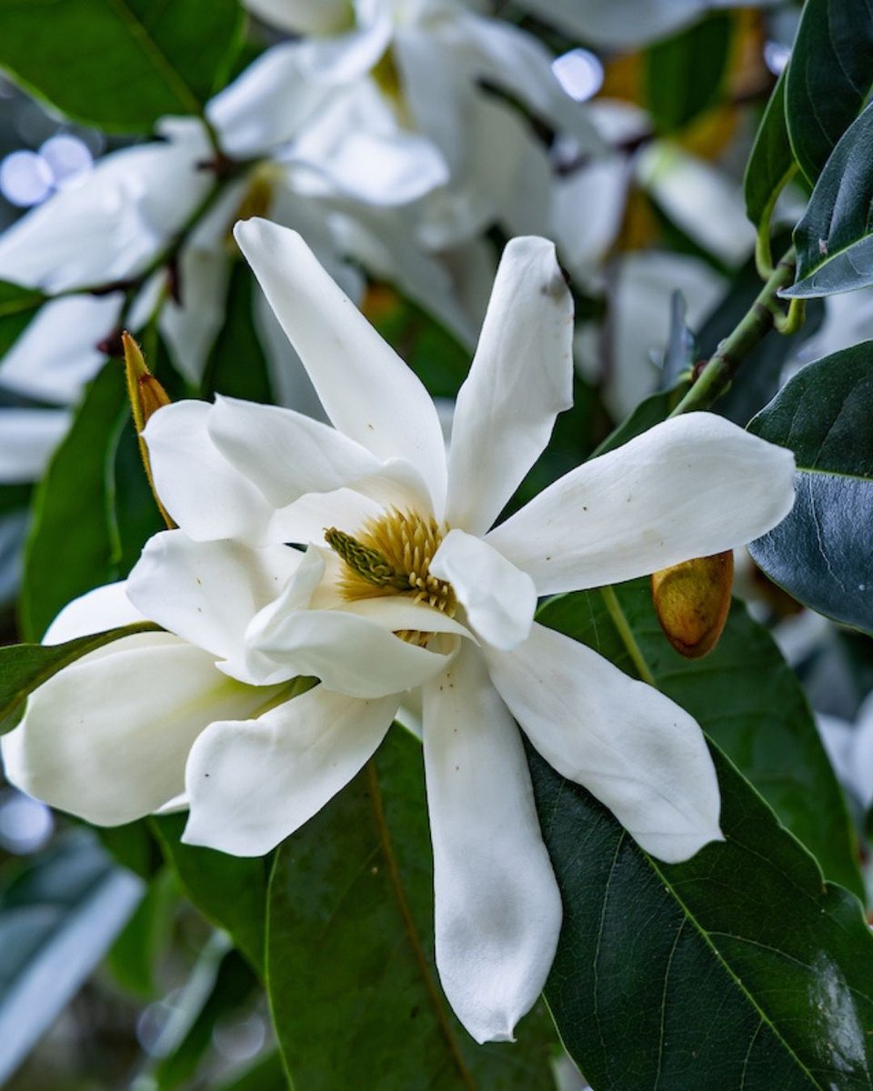 Gardens of Golden Gate Park tweet media