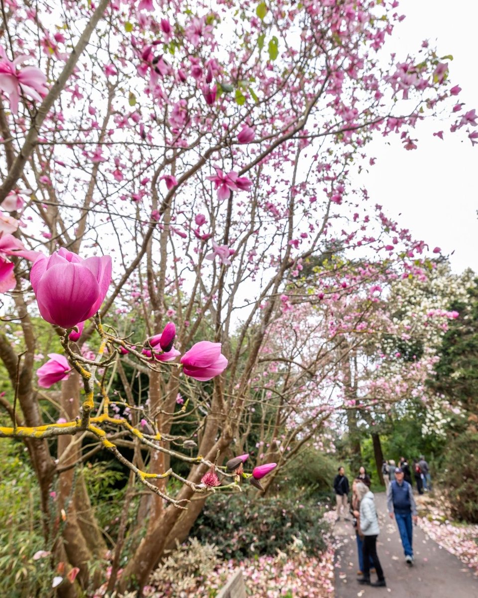 Gardens of Golden Gate Park tweet media