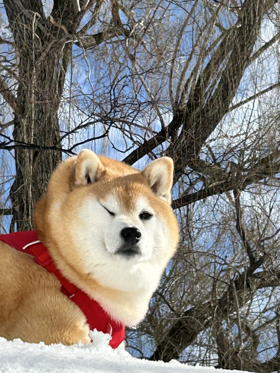 ❄︎赤柴いち❄︎ (@ichimaru425) / Posts / X