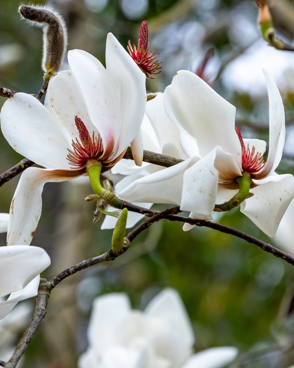 San Francisco Botanical Garden tweet media