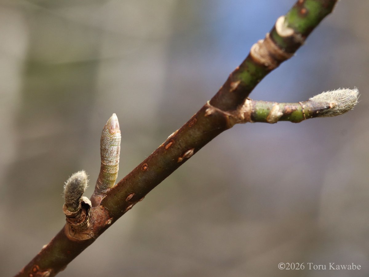 芋活.com【公式】 tweet media