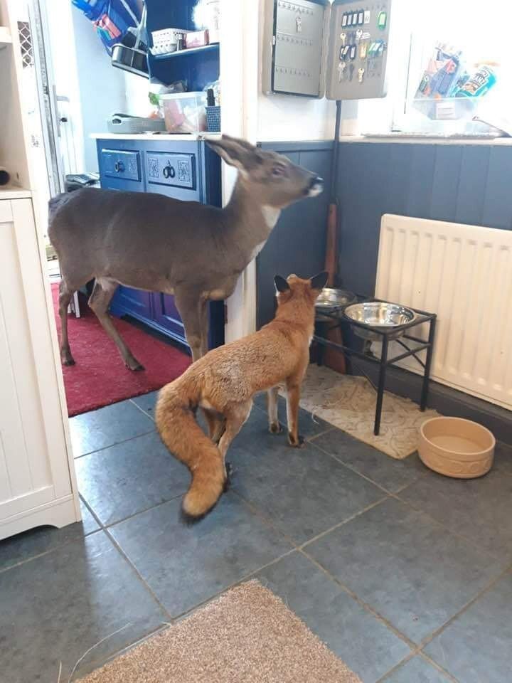 Deer in Places they Shouldn't Be tweet media