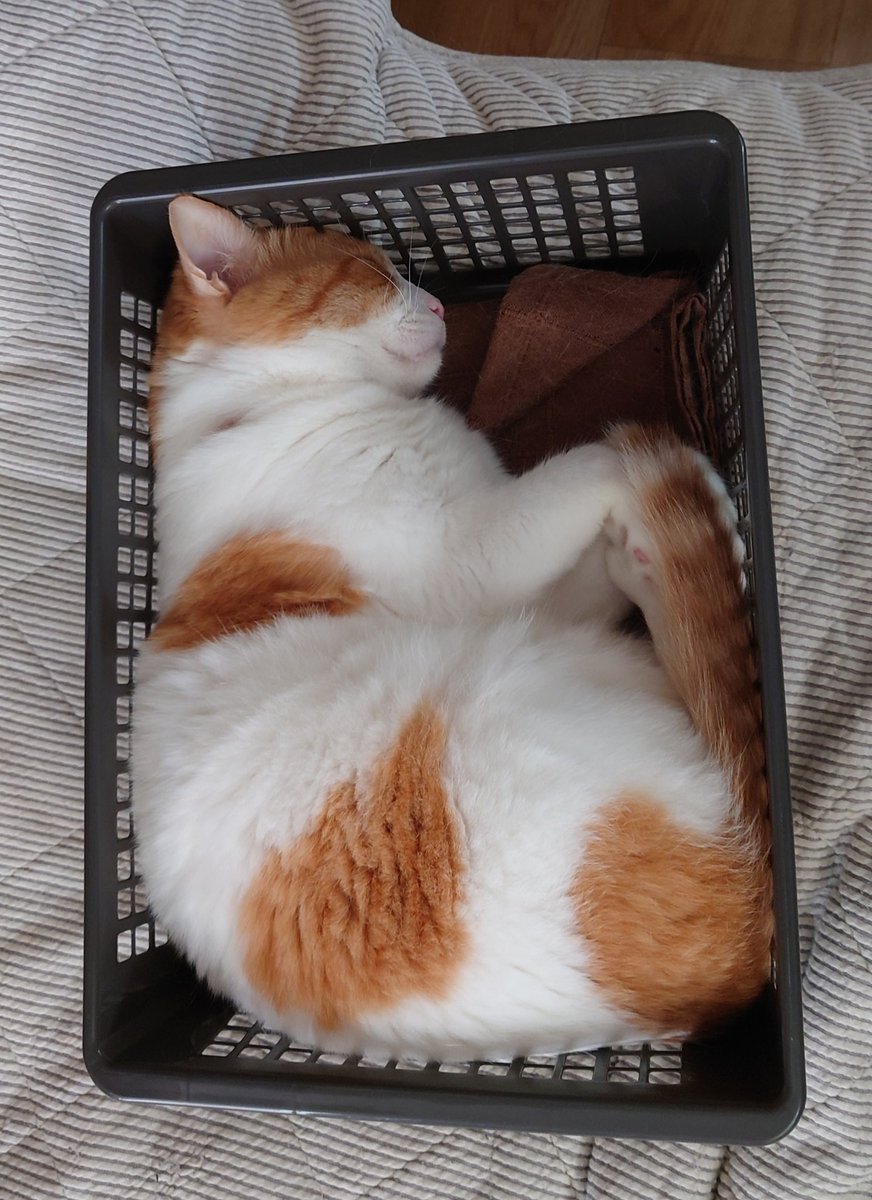 ねこまた ねこまた (@nabenekoma) / Posts / X