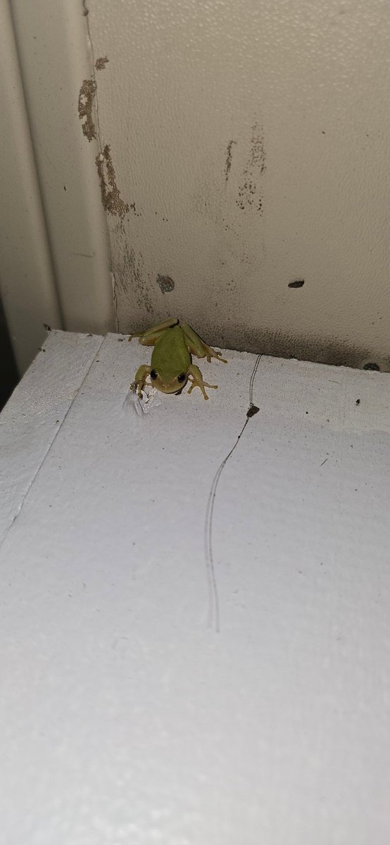 Gummbii 🐸 tweet media