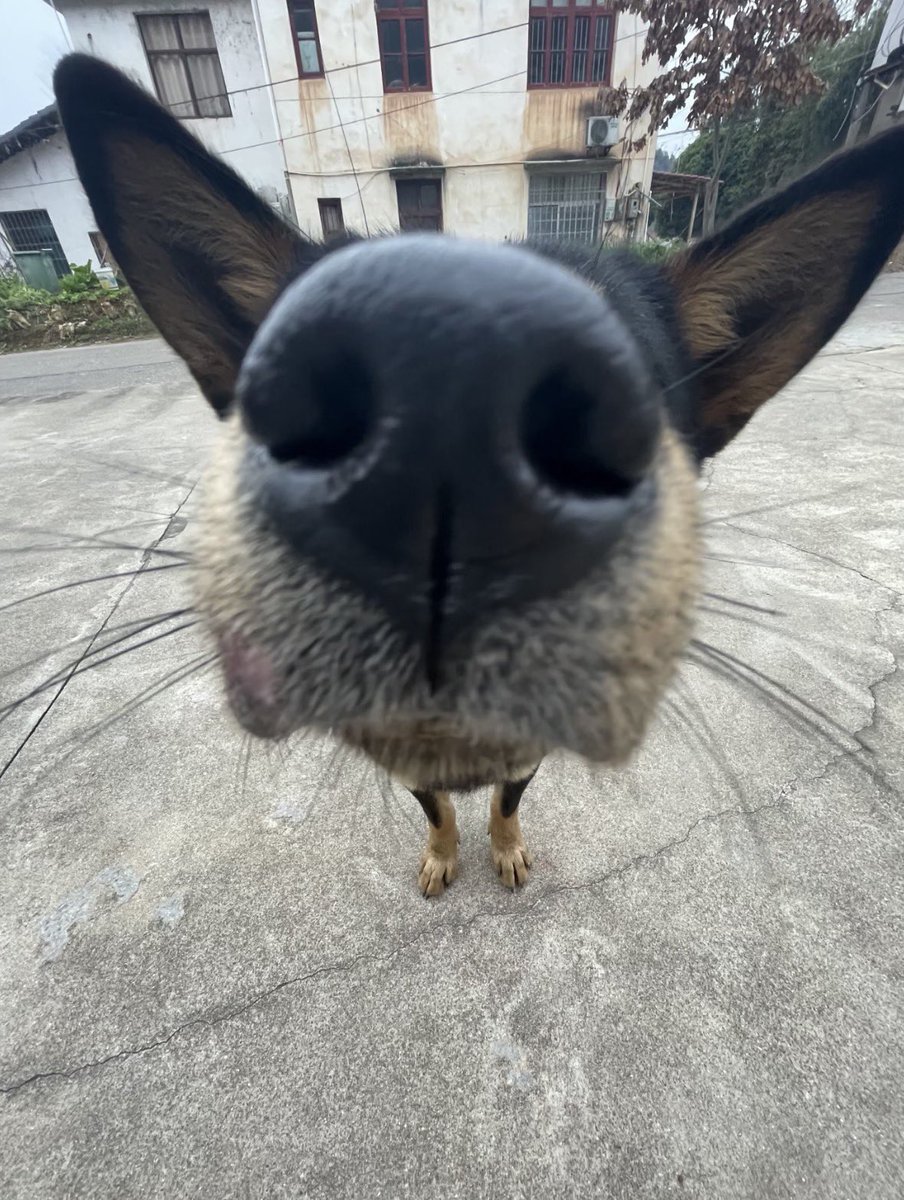 💖 (@twaniimals) on Twitter photo 